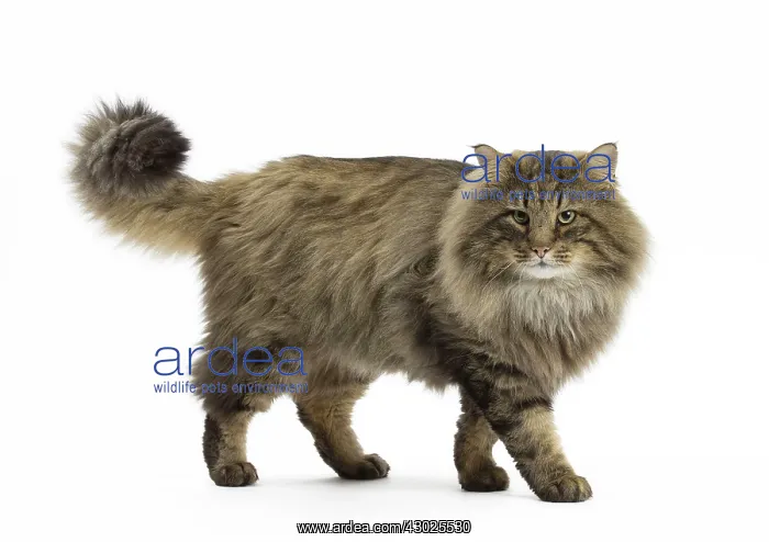  : Cat Norwegian Forest Cat