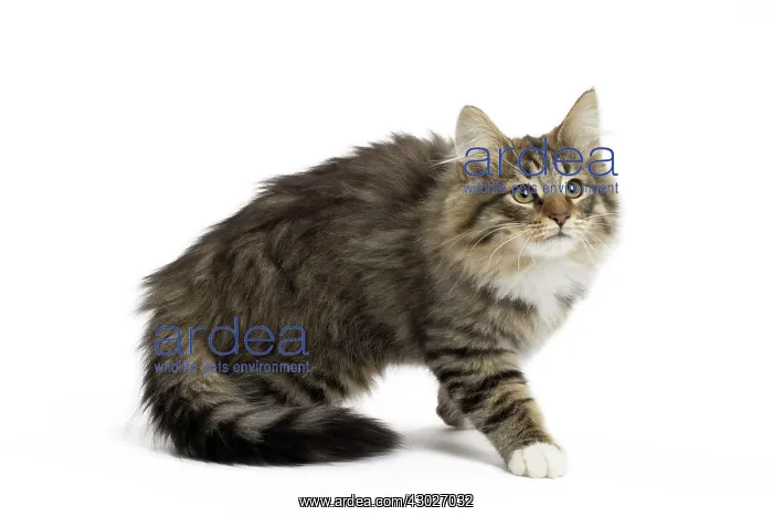  : Cat Norwegian Forest Cat