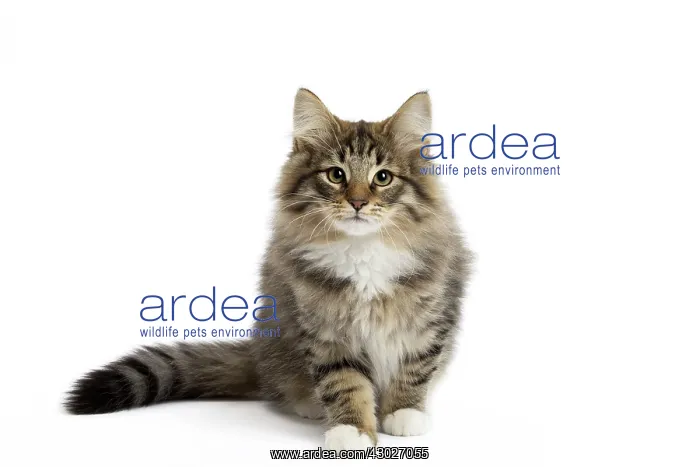  : Cat Norwegian Forest Cat
