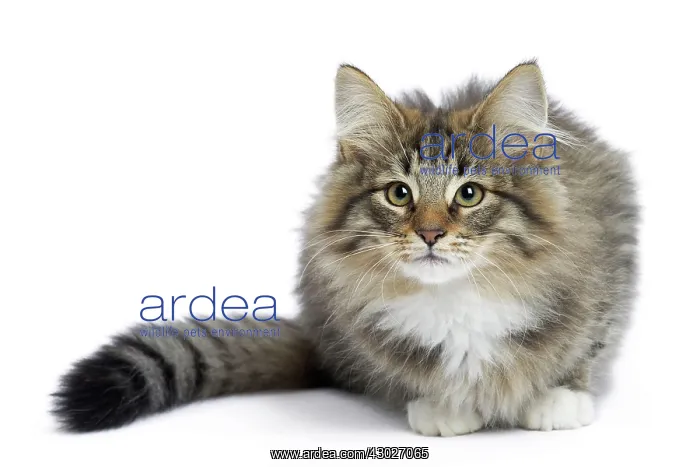  : Cat Norwegian Forest Cat