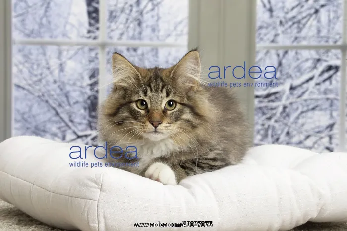  : Cat Norwegian Forest Cat