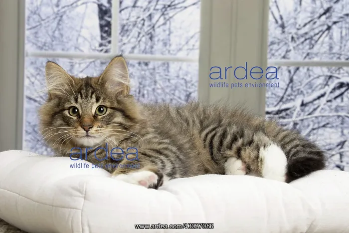  : Cat Norwegian Forest Cat