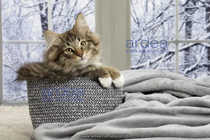  : Cat Norwegian Forest Cat