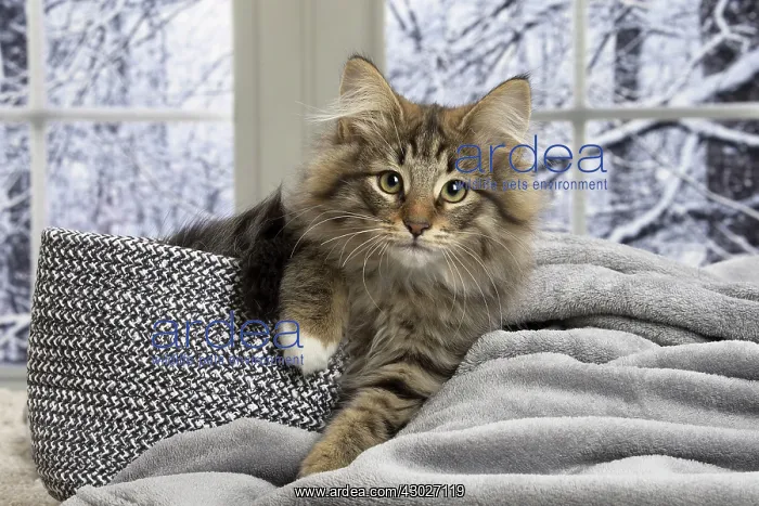  : Cat Norwegian Forest Cat