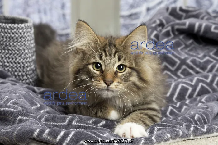  : Cat Norwegian Forest Cat