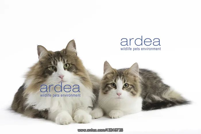  : Cat Norwegian Forest Cat