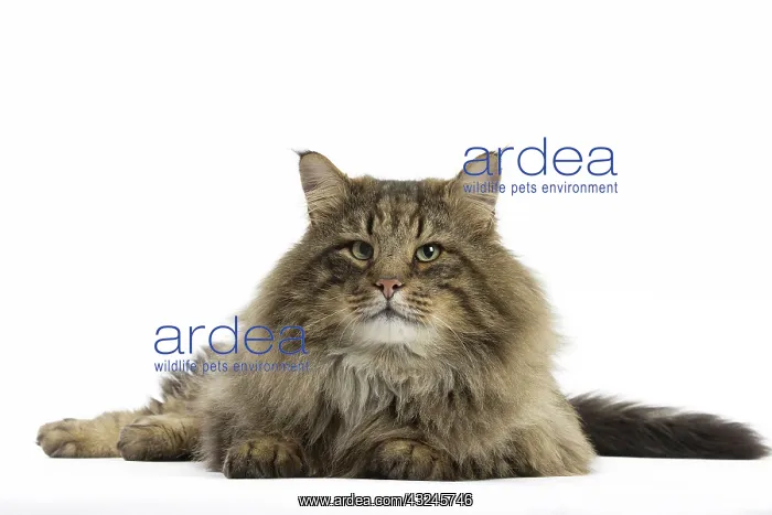  : Cat Norwegian Forest Cat