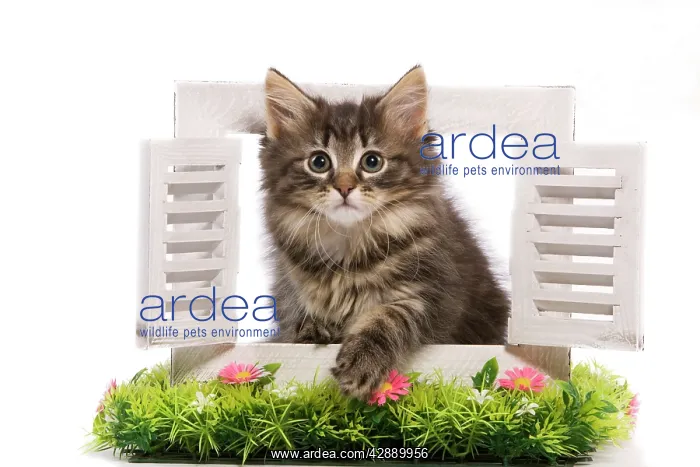 : Cat - Norwegian Forest Cat kitten looking through : Cat - Norwegian Forest Cat kitten looking through