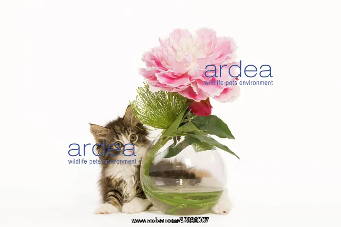 : Cat - Norwegian Forest Cat kitten with vase & flowers : Cat - Norwegian Forest Cat kitten with vase & flowers