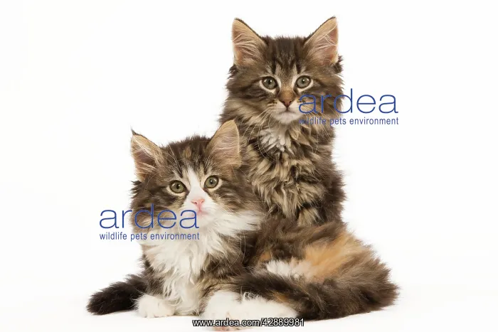 : Cat - Norwegian Forest Cat kittens : Cat - Norwegian Forest Cat kittens
