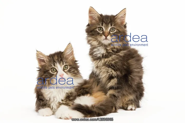 : Cat - Norwegian Forest Cat kittens : Cat - Norwegian Forest Cat kittens