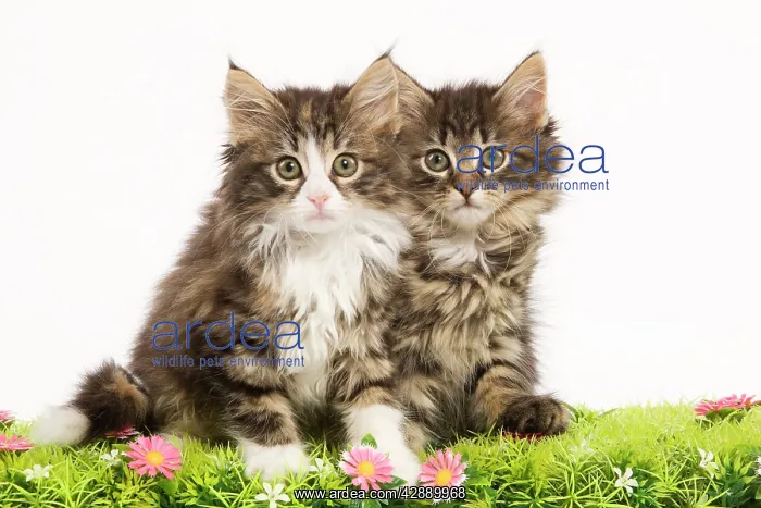 : Cat - Norwegian Forest Cat kittens with flowers : Cat - Norwegian Forest Cat kittens with flowers