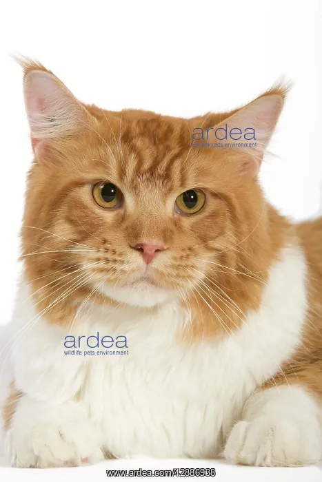 : Cat - Norwegian Forest Cat - red mackerel tabby : Cat - Norwegian Forest Cat - red mackerel tabby