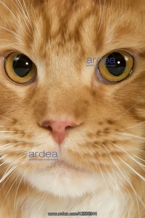 : Cat - Norwegian Forest Cat - red mackerel tabby : Cat - Norwegian Forest Cat - red mackerel tabby