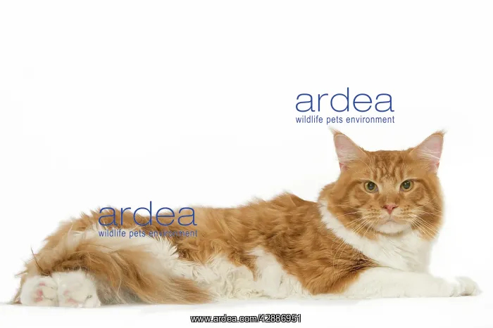 : Cat - Norwegian Forest Cat - red mackerel tabby : Cat - Norwegian Forest Cat - red mackerel tabby