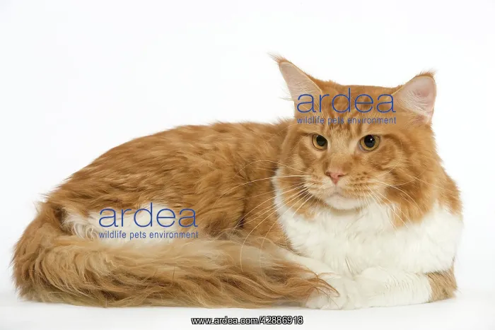  : Cat - Norwegian Forest Cat - red tabby & white in studio