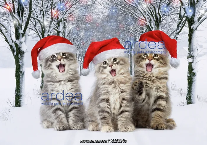 : Cat Norwegian Forest Cat wearing Christmas hats mouths o : Cat Norwegian Forest Cat wearing Christmas hats mouths o