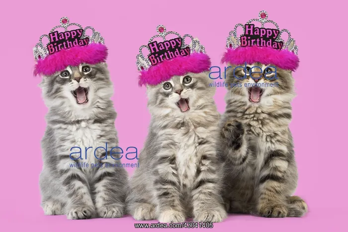 : Cat - Norwegian Forest Cat wearing Happy Birthday : Cat - Norwegian Forest Cat wearing Happy Birthday