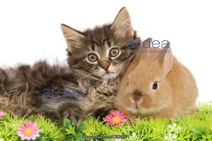 : Cat - Norwegian Forest kitten and Dwarf Rabbit : Cat - Norwegian Forest kitten and Dwarf Rabbit
