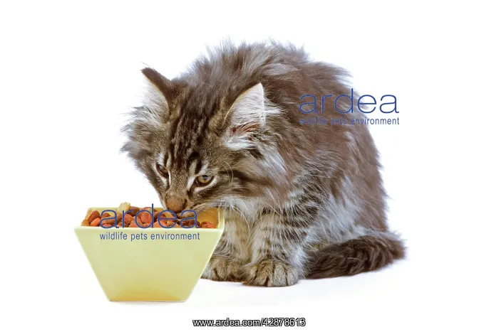 : Cat - Norwegian forest kitten eating dried catfood : Cat - Norwegian forest kitten eating dried catfood