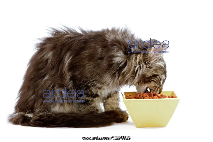 : Cat - Norwegian forest kitten eating dried catfood : Cat - Norwegian forest kitten eating dried catfood