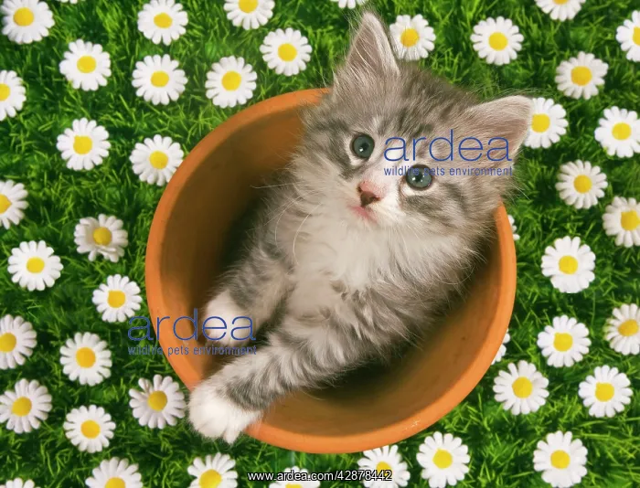 : Cat - Norwegian forest kitten in flowerpot with flowers : Cat - Norwegian forest kitten in flowerpot with flowers