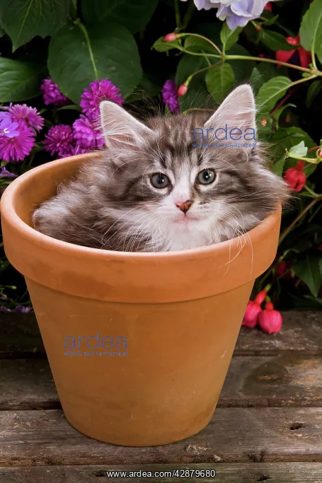 : Cat - Norwegian forest kitten in flowerpot with flowers : Cat - Norwegian forest kitten in flowerpot with flowers