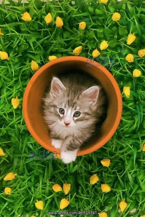  : Cat - Norwegian forest kitten in flowerpot with flowers