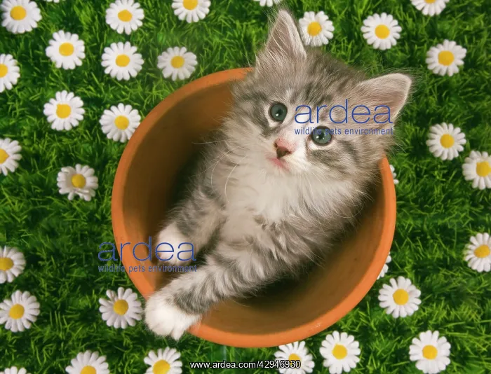 : Cat - Norwegian forest kitten in flowerpot with flowers