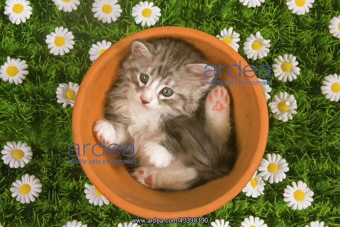  : Cat - Norwegian forest kitten in flowerpot with flowers