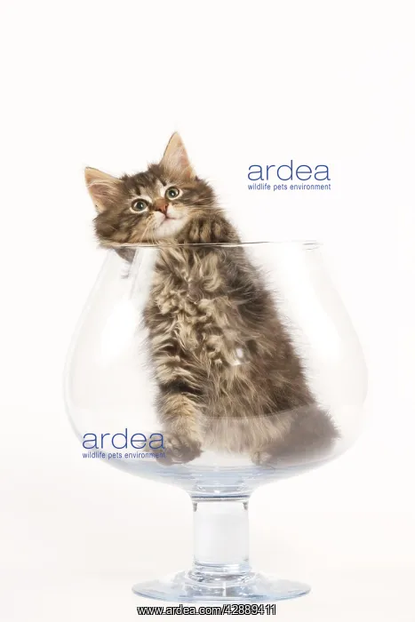 : Cat - Norwegian Forest kitten in large wine glass : Cat - Norwegian Forest kitten in large wine glass