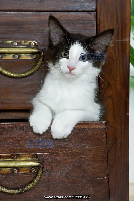 : Cat - Norwegian Forest kitten peaking out from : Cat - Norwegian Forest kitten peaking out from