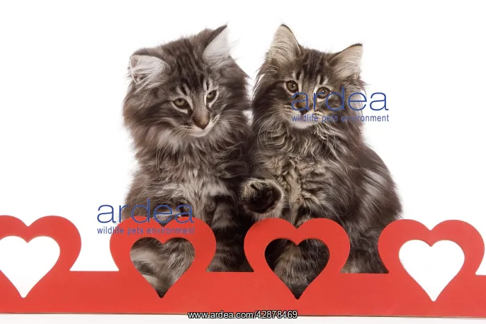 : Cat - Norwegian forest kitten sitting behind cut out hearts : Cat - Norwegian forest kitten sitting behind cut out hearts