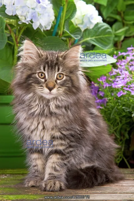: Cat - Norwegian Forest Kitten sitting with flowers : Cat - Norwegian Forest Kitten sitting with flowers