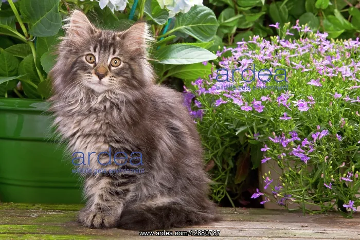 : Cat - Norwegian Forest Kitten sitting with flowers : Cat - Norwegian Forest Kitten sitting with flowers