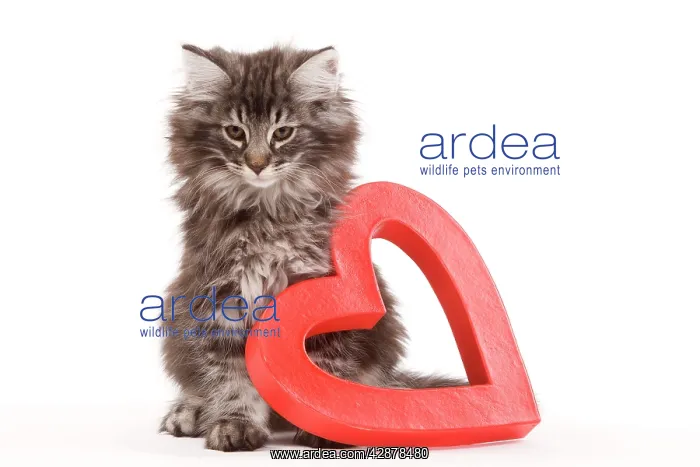 : Cat - Norwegian forest kitten sitting beside red : Cat - Norwegian forest kitten sitting beside red