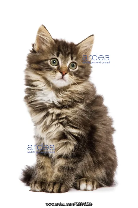 : Cat - Norwegian Forest kitten in studio : Cat - Norwegian Forest kitten in studio