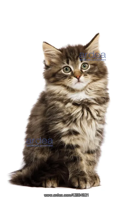 : Cat - Norwegian Forest kitten in studio : Cat - Norwegian Forest kitten in studio