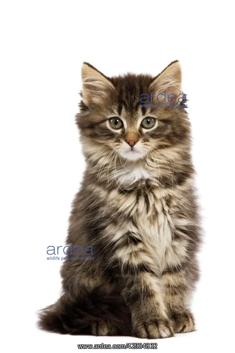 : Cat - Norwegian Forest kitten in studio : Cat - Norwegian Forest kitten in studio