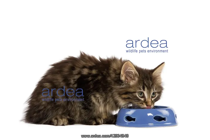 : Cat - Norwegian Forest kitten in studio eating from cat bowl : Cat - Norwegian Forest kitten in studio eating from cat bowl