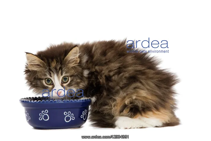 : Cat - Norwegian Forest kitten in studio eating from cat bowl : Cat - Norwegian Forest kitten in studio eating from cat bowl