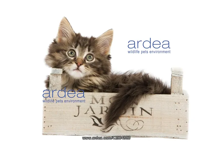 : Cat - Norwegian Forest kitten in studio lying in wooden box : Cat - Norwegian Forest kitten in studio lying in wooden box
