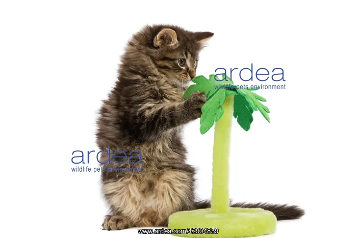 : Cat - Norwegian Forest kitten in studio playing : Cat - Norwegian Forest kitten in studio playing