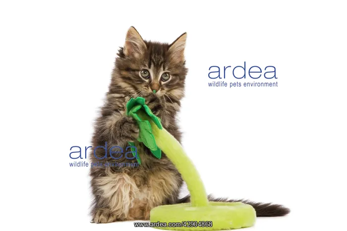 : Cat - Norwegian Forest kitten in studio playing : Cat - Norwegian Forest kitten in studio playing