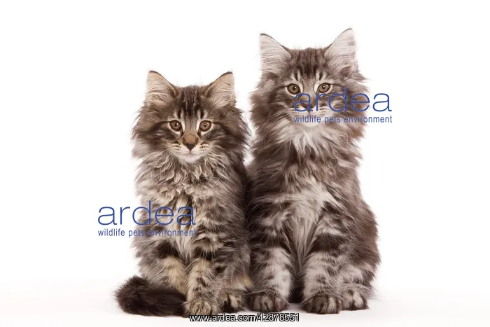 : Cat - two Norwegian forest kittens : Cat - two Norwegian forest kittens