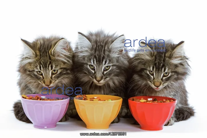 : Cat - three Norwegian forest kittens eating / feeding : Cat - three Norwegian forest kittens eating / feeding