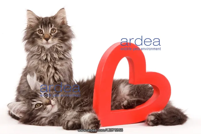 : Cat - two Norwegian forest kittens lying next to : Cat - two Norwegian forest kittens lying next to