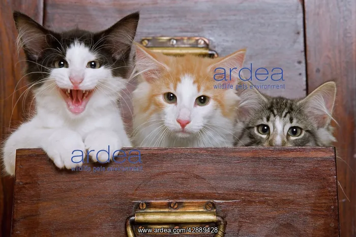 : Cat - Norwegian Forest kittens peaking out from : Cat - Norwegian Forest kittens peaking out from