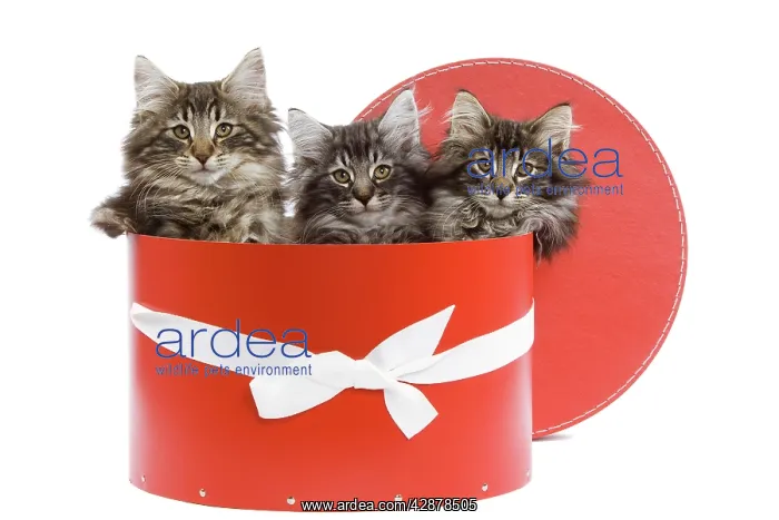 : Cat - Norwegian forest kittens sitting inside red hat box : Cat - Norwegian forest kittens sitting inside red hat box