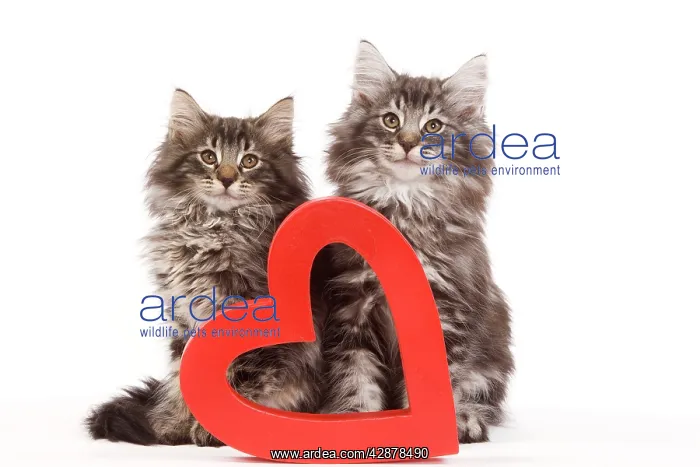 : Cat - Norwegian forest kittens sitting beside red : Cat - Norwegian forest kittens sitting beside red